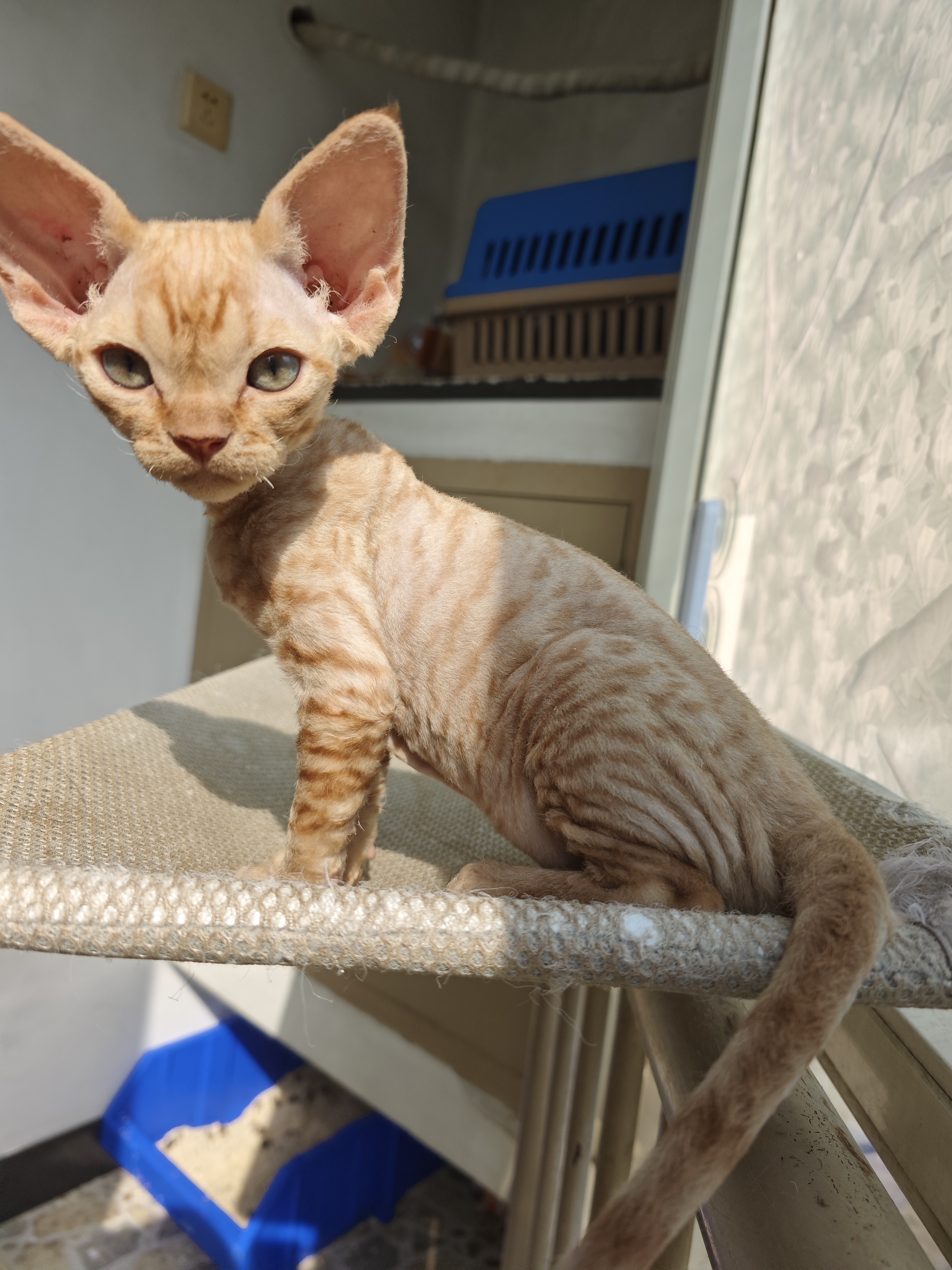 德文卷毛猫